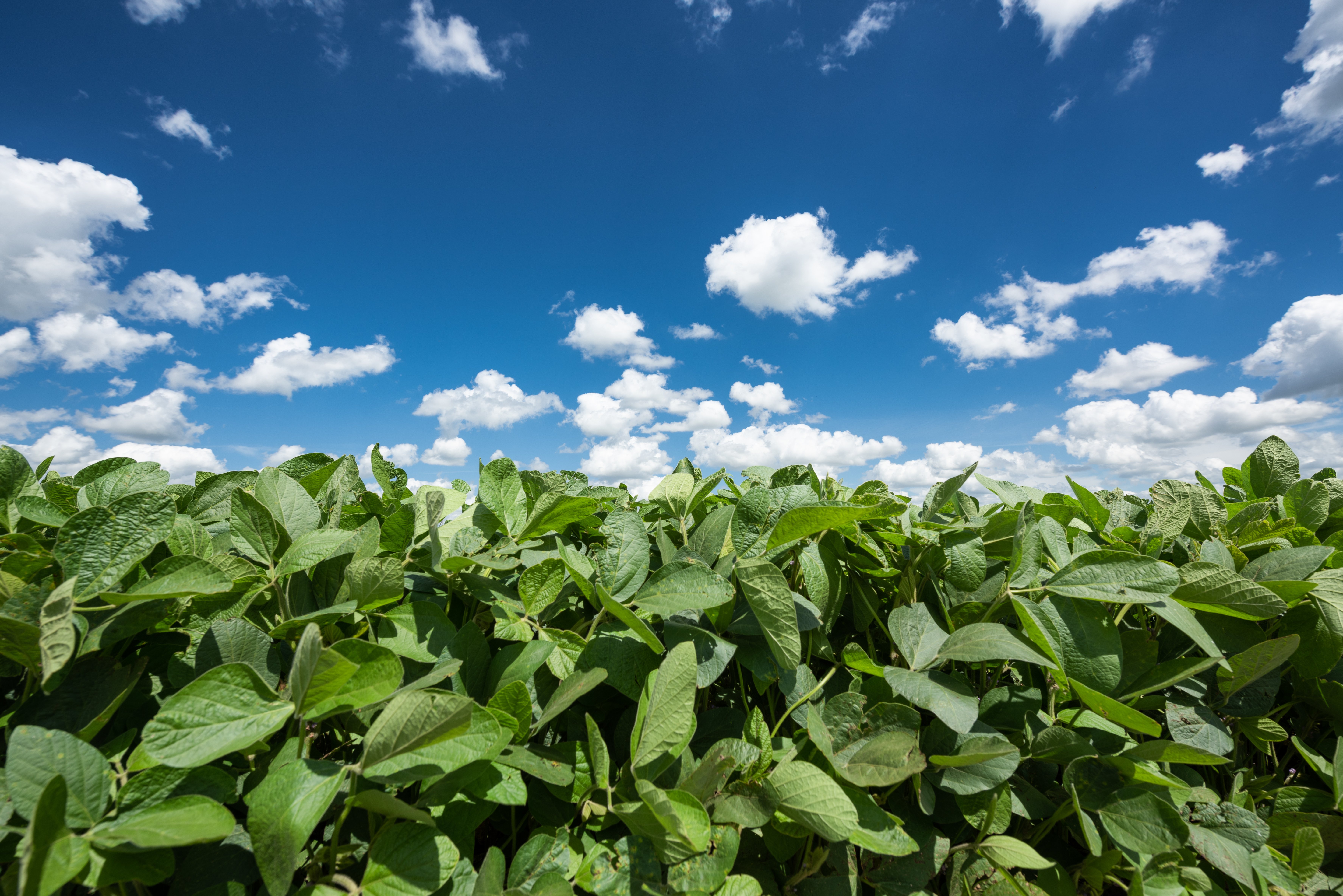 soybeans in argentina